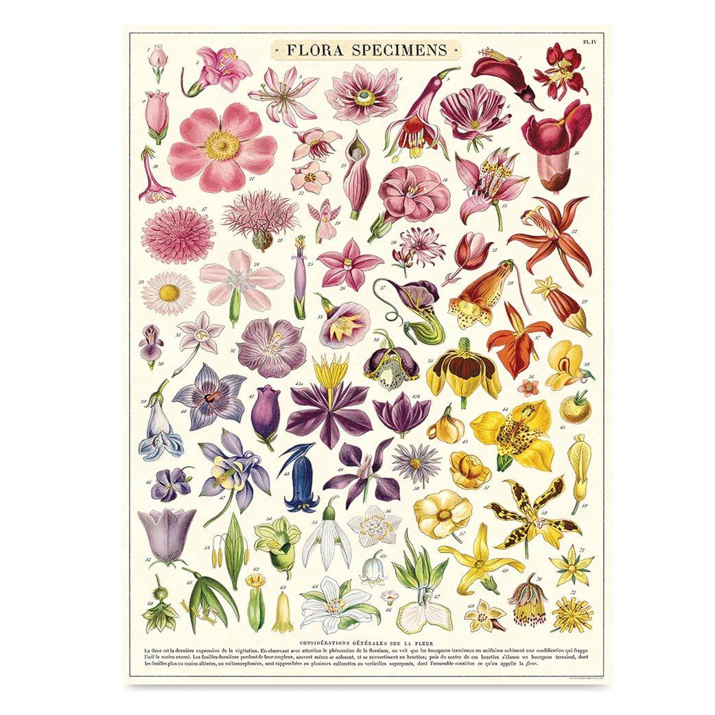 Cavallini Flat Wrap - Flora Specimens