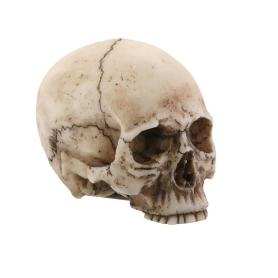 Small Decorative Skull Head