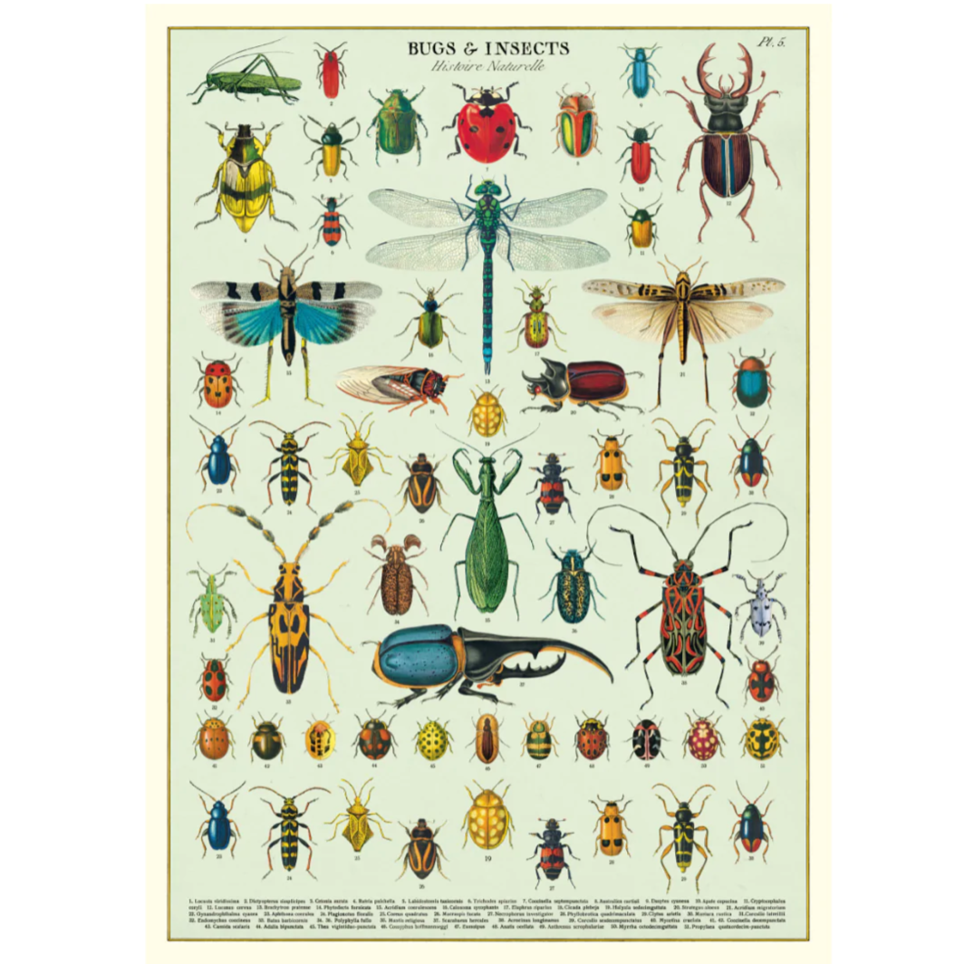 Cavallini Flat Wrap - Bugs & Insects
