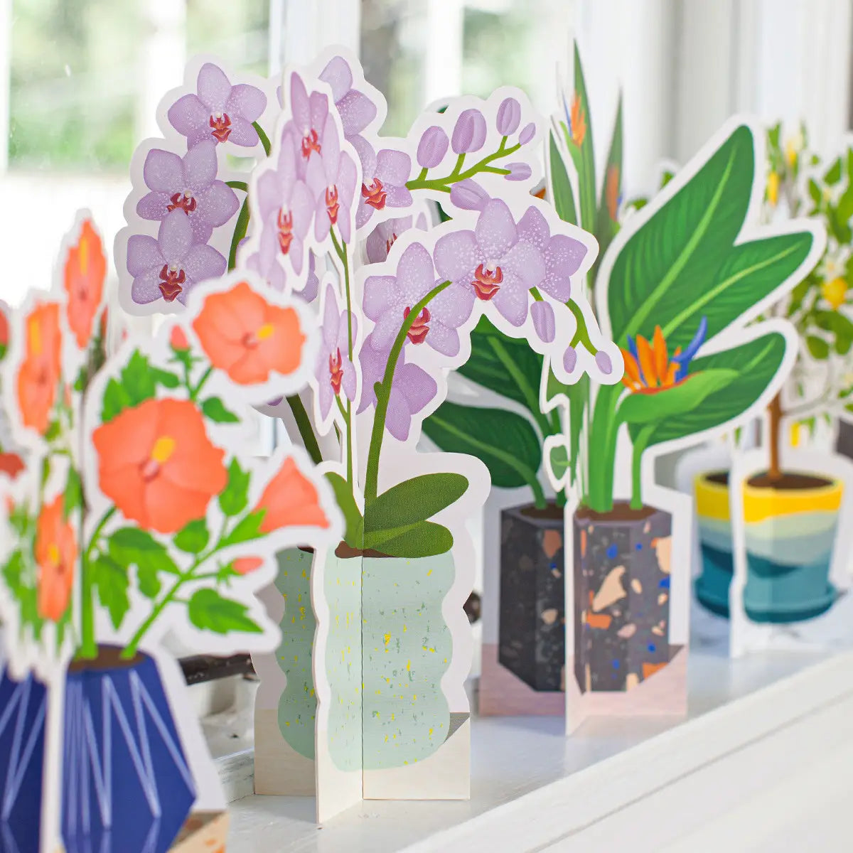 Orchid Plant - Thumbnail 2