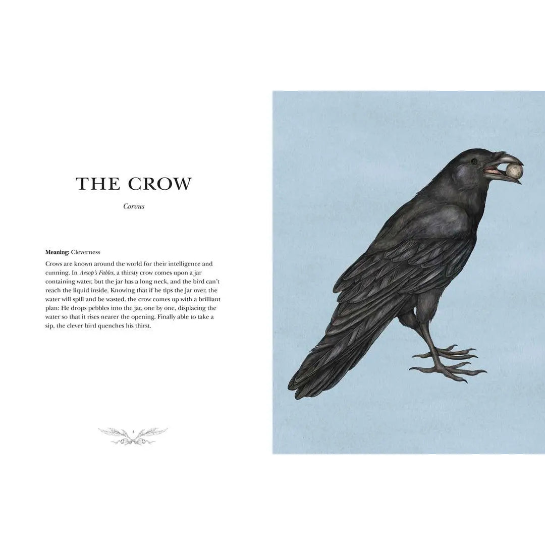 Ornithography