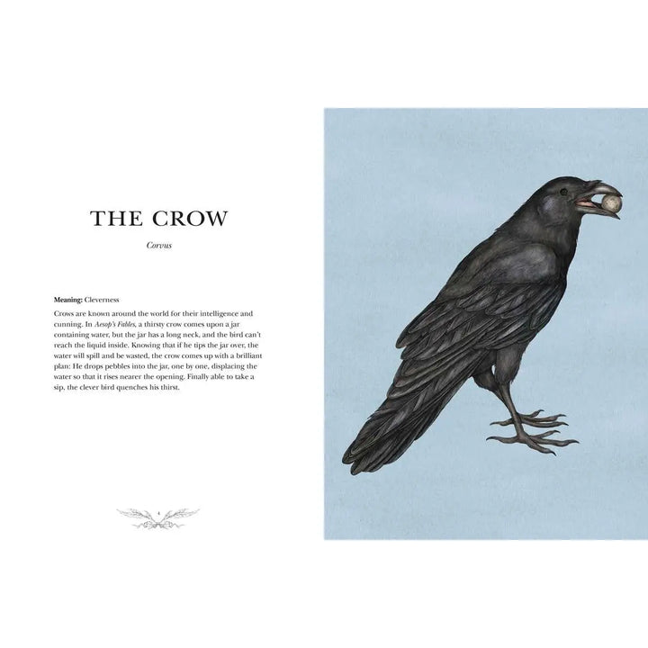 Ornithography