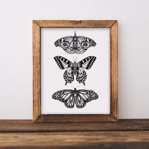 Three  Butterflies Art Print - 8 x 10"