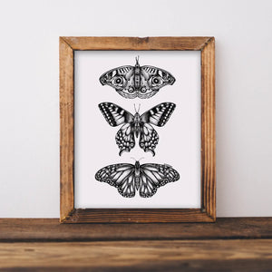 Mountain Moth Art Print - 8 x 10"
