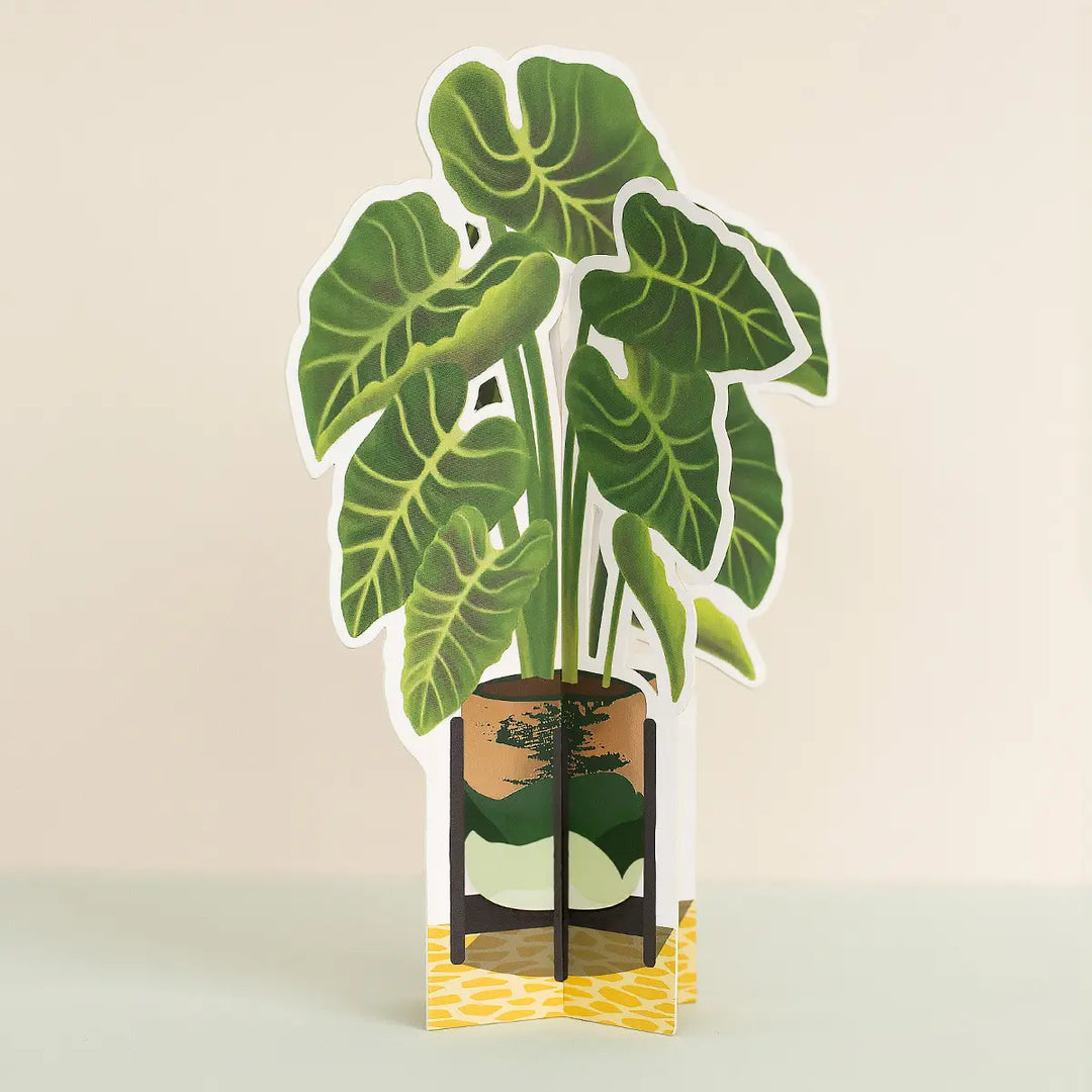 crinkle leaf plant elephant ear Elephant Ear Plants – Hitchcock Paper Co