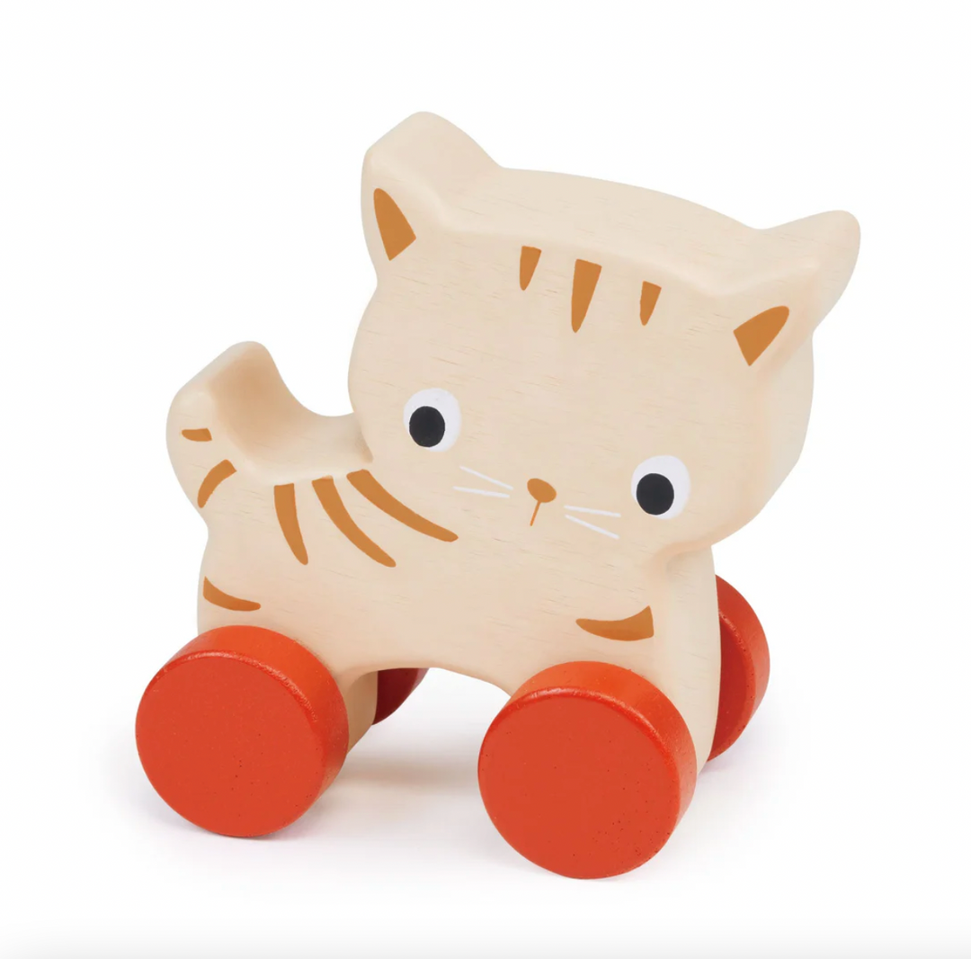 Kitten on Wheels