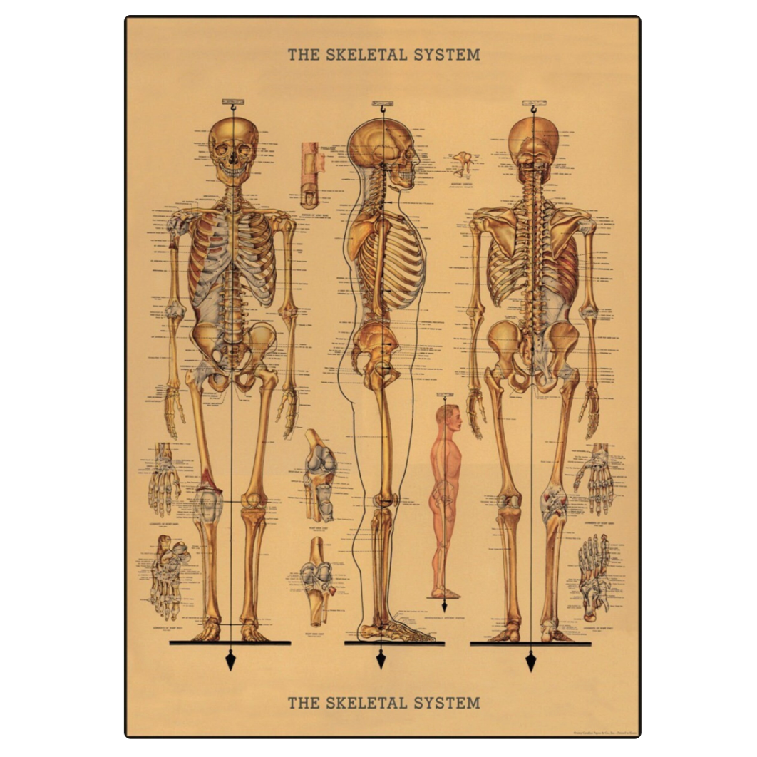 Cavallini Flat Wrap - The Skeletal System