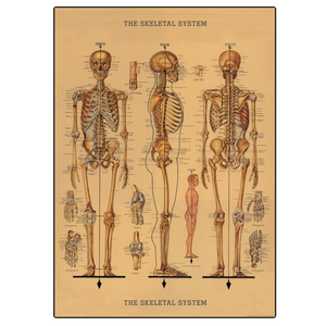 Cavallini Flat Wrap - The Skeletal System