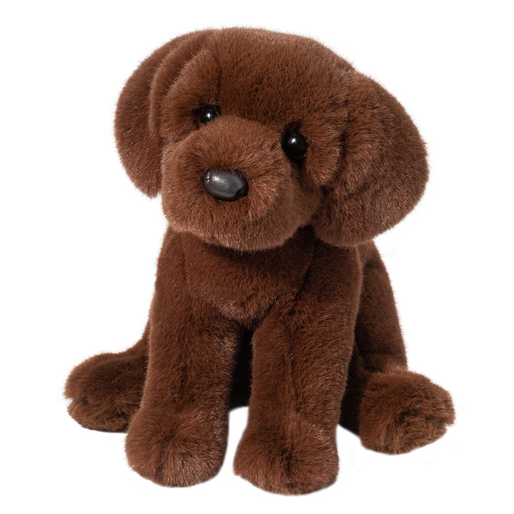 Zoom the Chocolate Lab