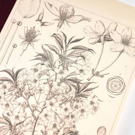 Hobonichi Plain Notebook - Yamazakura by Tomitaro Makino (A5 & A6)