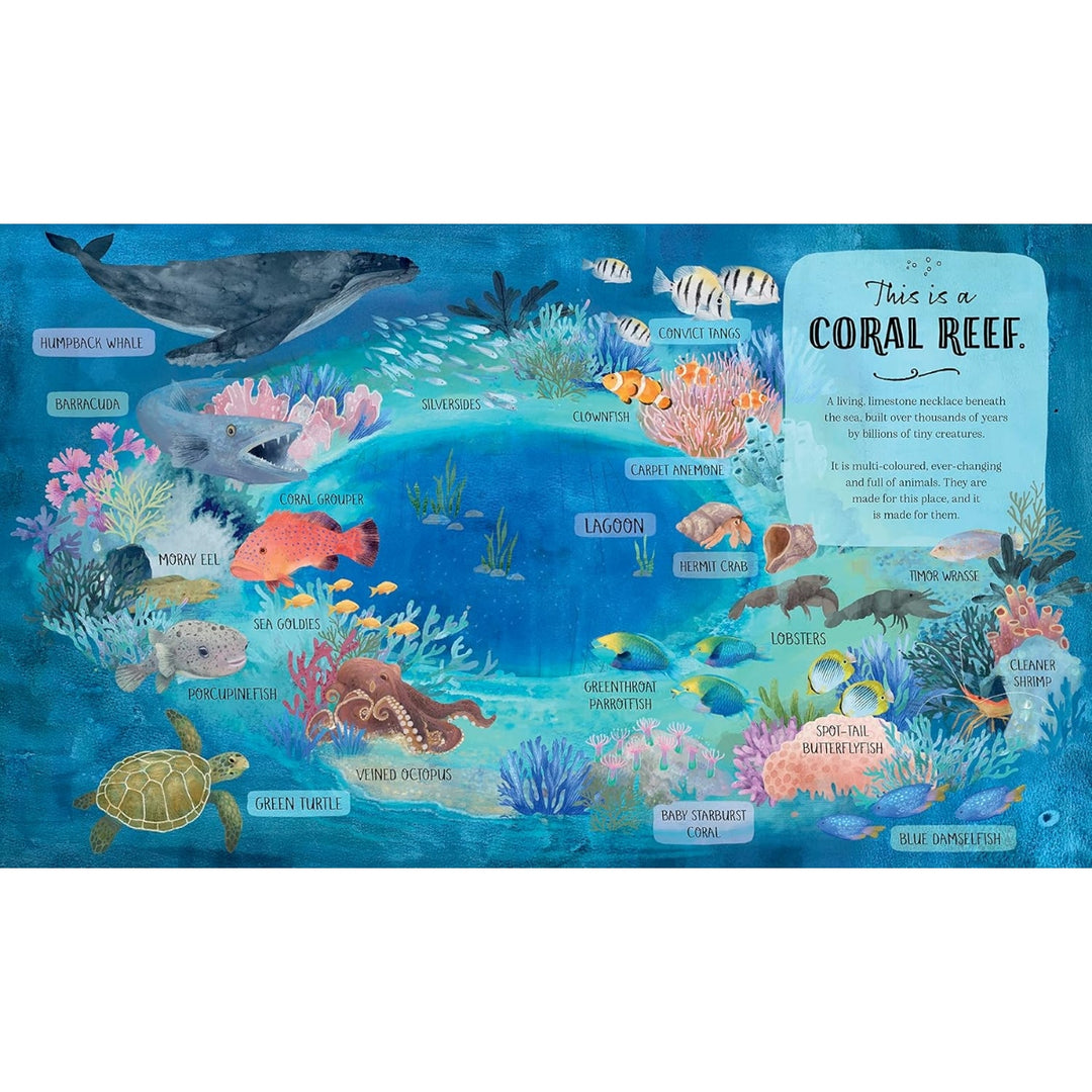 Coral Reef Story: Animal Life in Tropical Seas