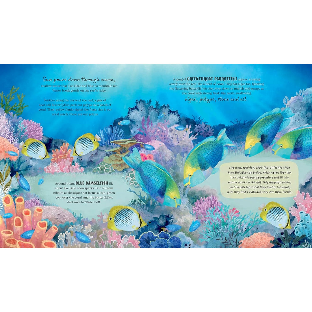Coral Reef Story: Animal Life in Tropical Seas