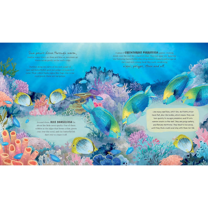Coral Reef Story: Animal Life in Tropical Seas