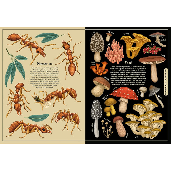 Secret Stories of Nature: A Field Guide To Uncover Our Planet's Past