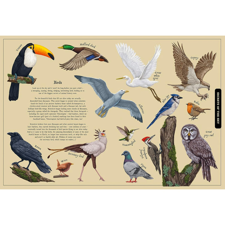 Secret Stories of Nature: A Field Guide To Uncover Our Planet's Past