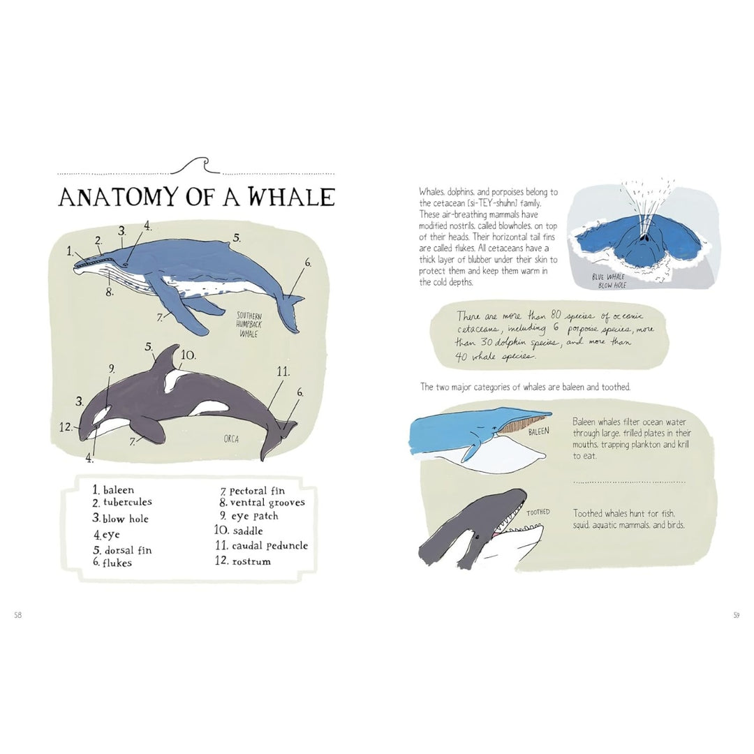 Ocean Anatomy - The Curious Parts & Pieces