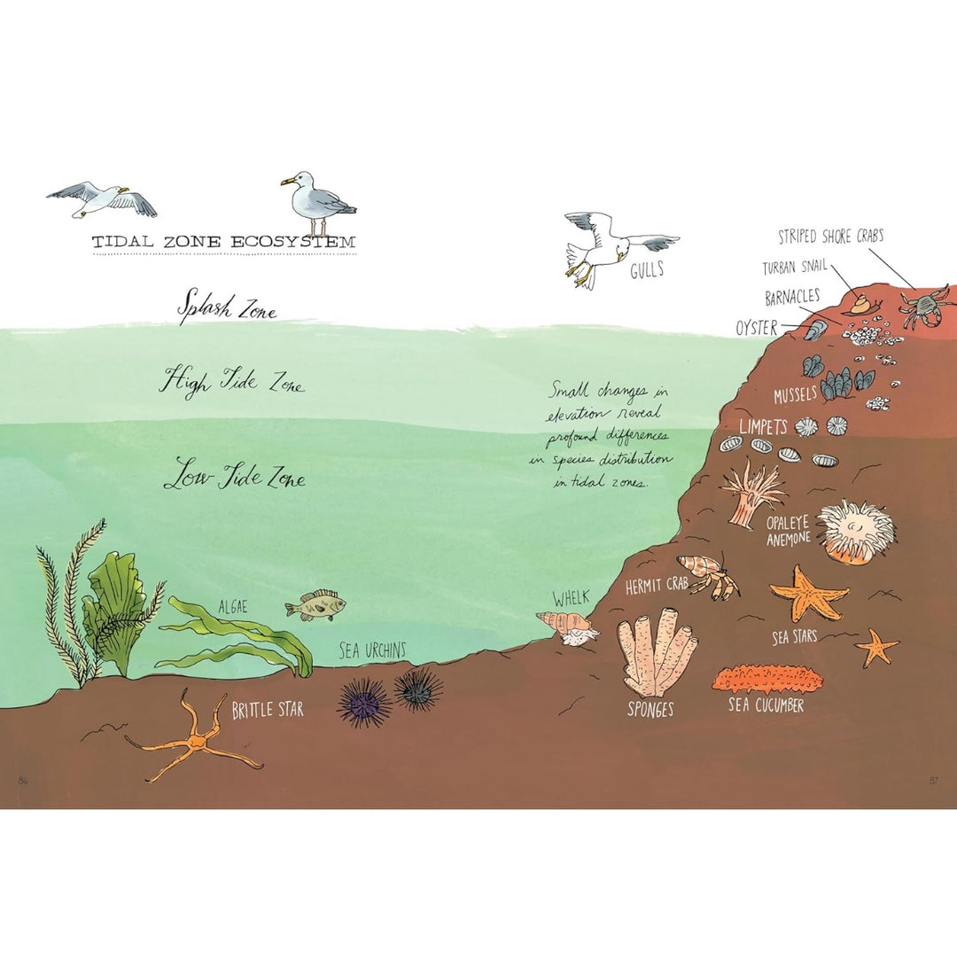 Ocean Anatomy - The Curious Parts & Pieces