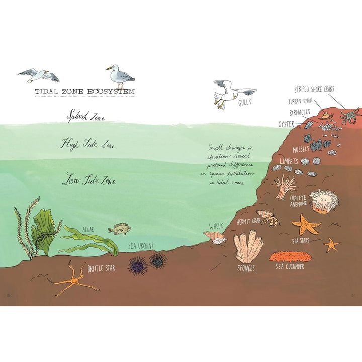 Ocean Anatomy - The Curious Parts & Pieces