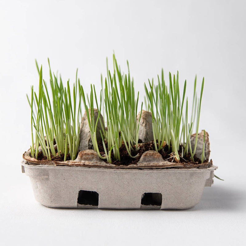 Eco Eggs Coloring & Grass Growing Kit