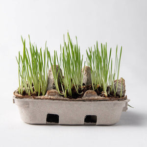 Eco Eggs Coloring & Grass Growing Kit