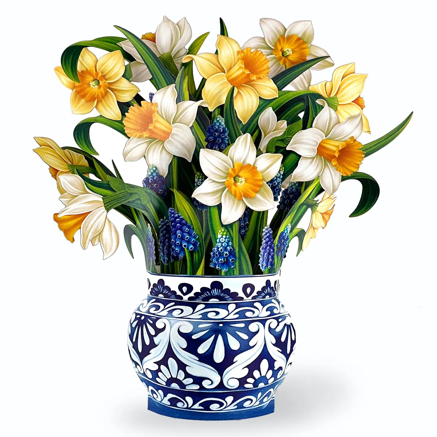 English Daffodils