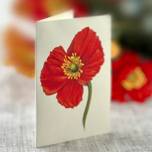 French Poppies