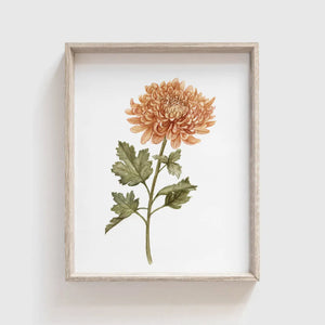 Chrysanthemum Art Print