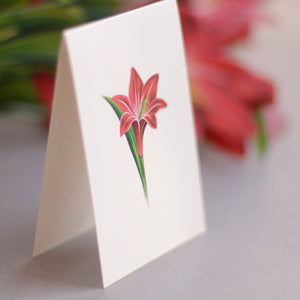 Red Amaryllis