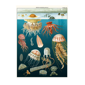 Cavallini Flat Wrap - Jellyfish