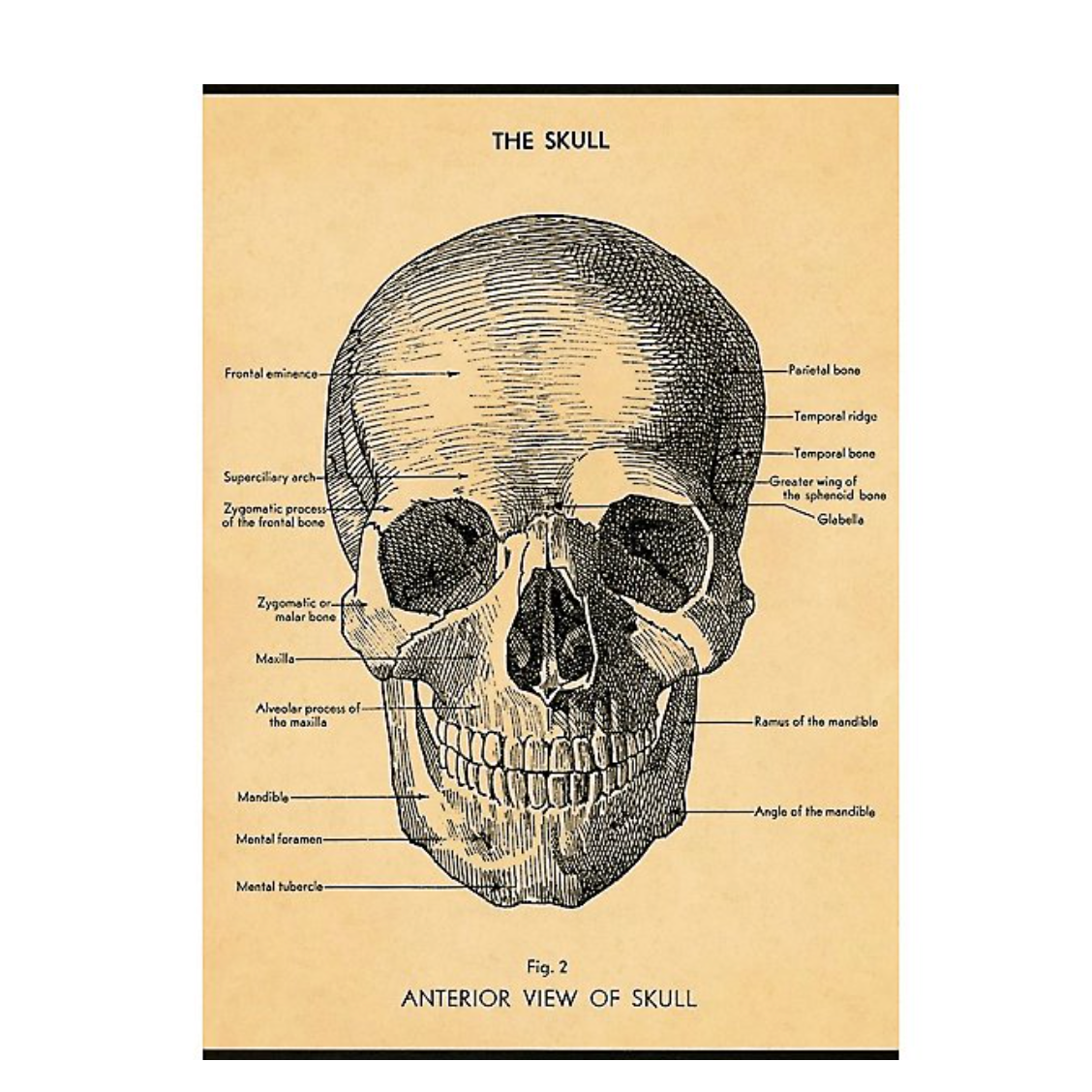Cavallini Flat Wrap Skull – Hitchcock Paper Co.