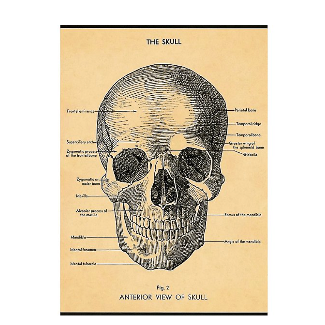 Cavallini Flat Wrap - Skull