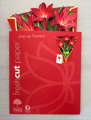 Red Amaryllis