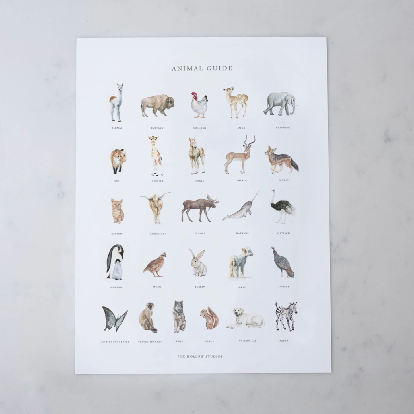 Animal Guide Alphabet Art Print