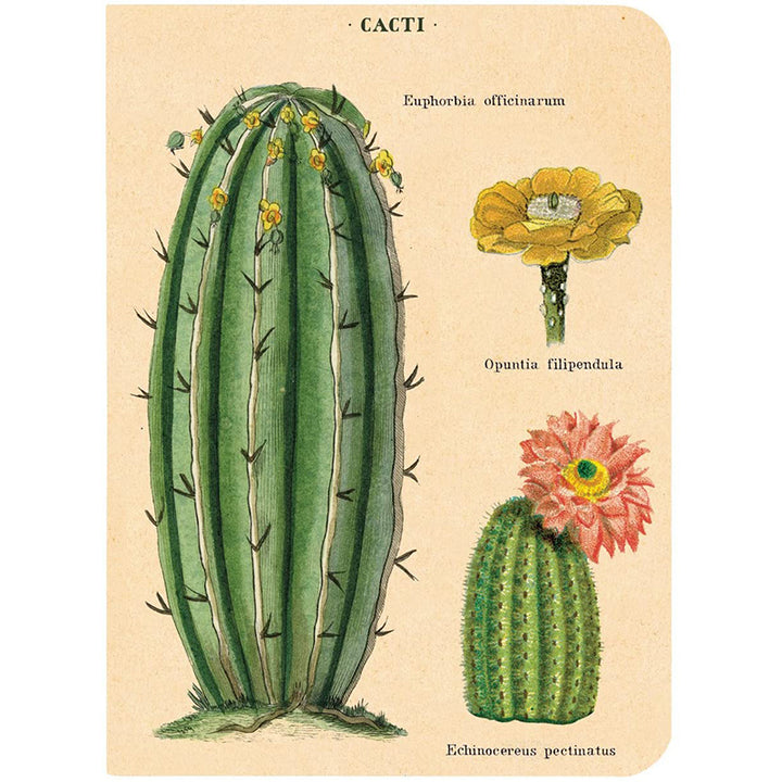 Mini Notebooks - Succulent