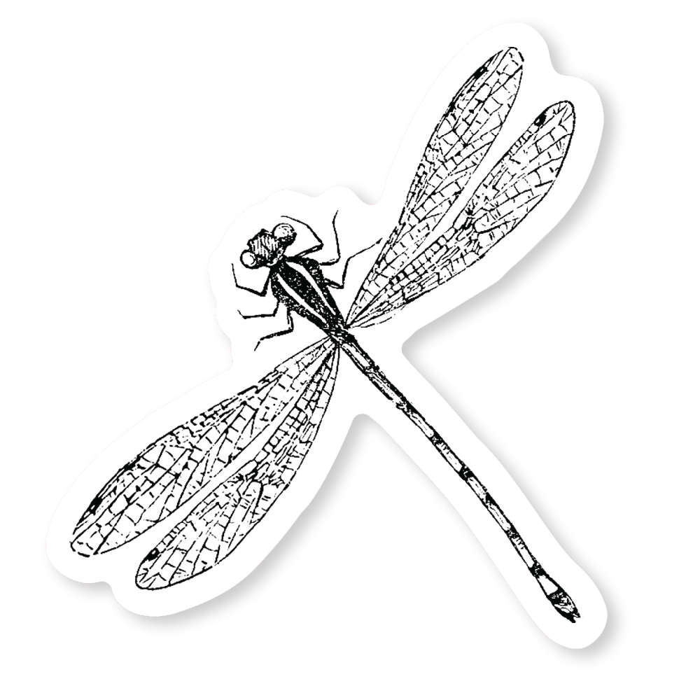 Dragonfly Pink Washi Tape – Hitchcock Paper Co.