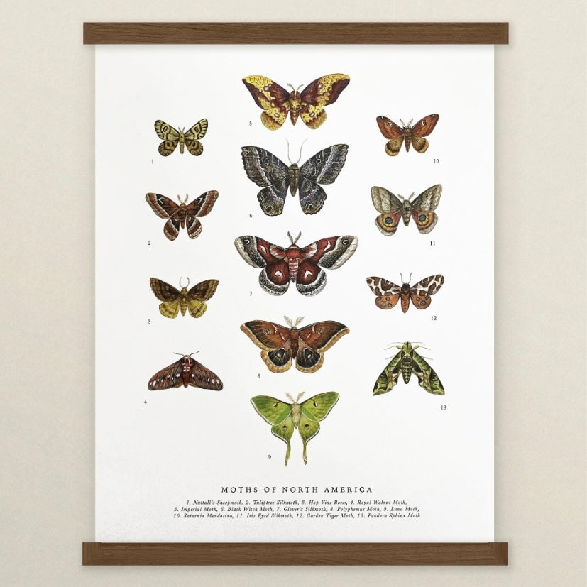 Moths of North America Art Print