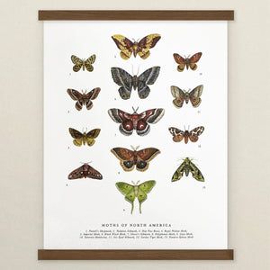 Moths of North America Art Print