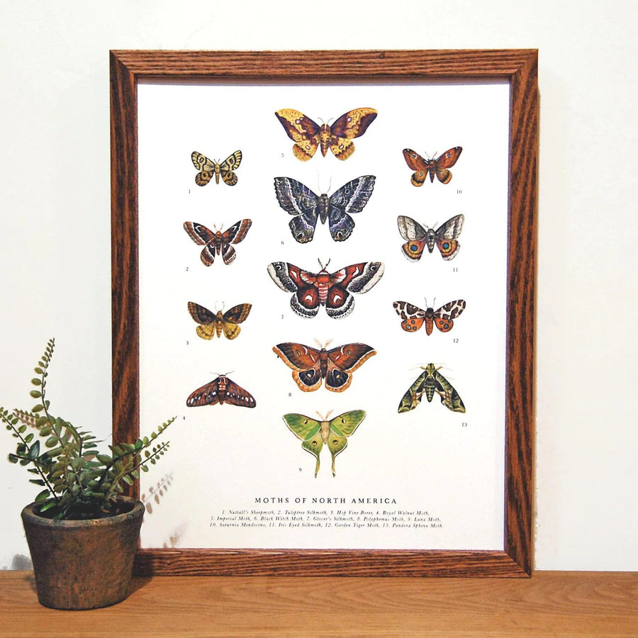 Moths of North America Art Print