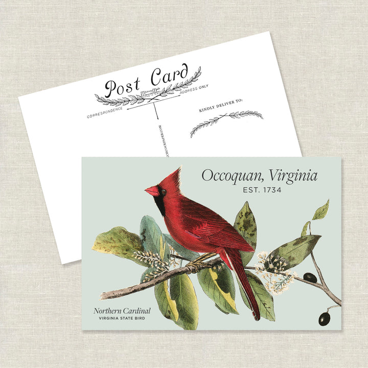 Occoquan Cardinal Postcard