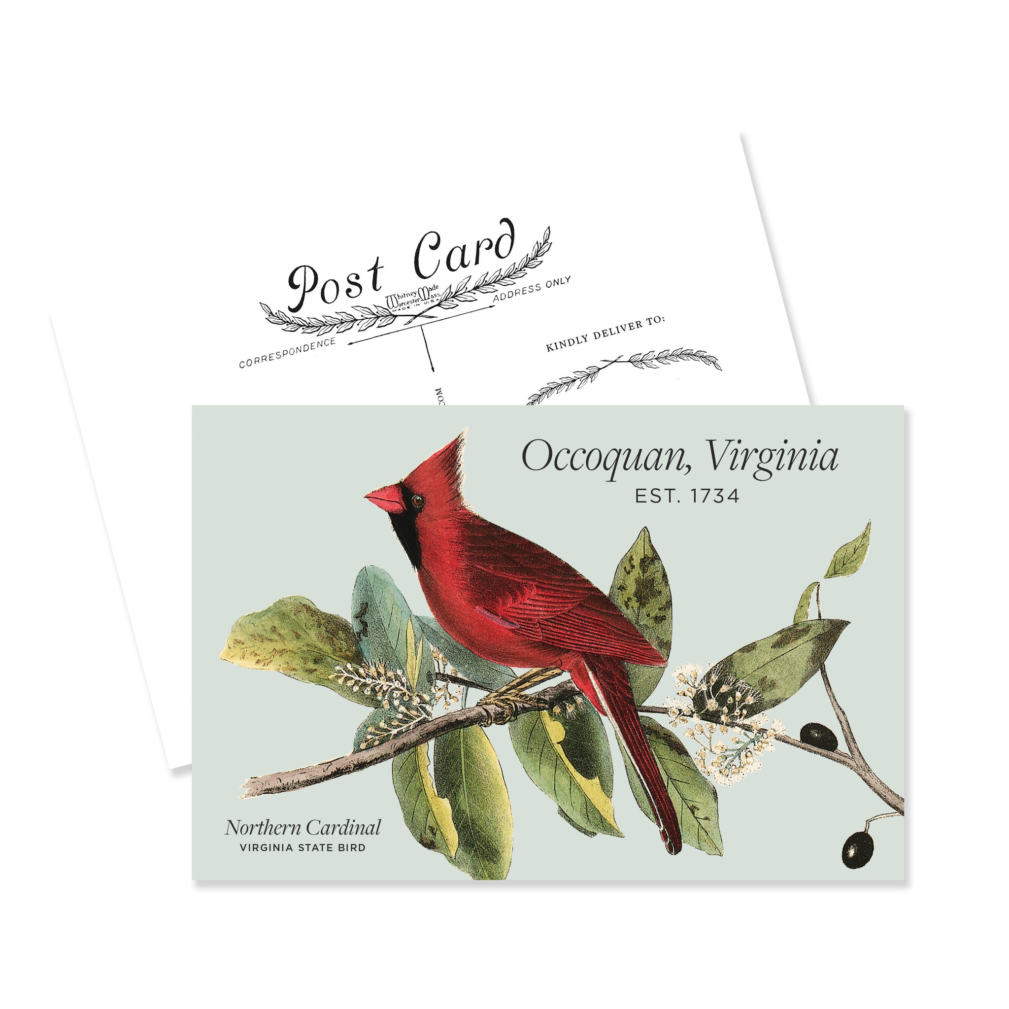 Occoquan Cardinal Postcard