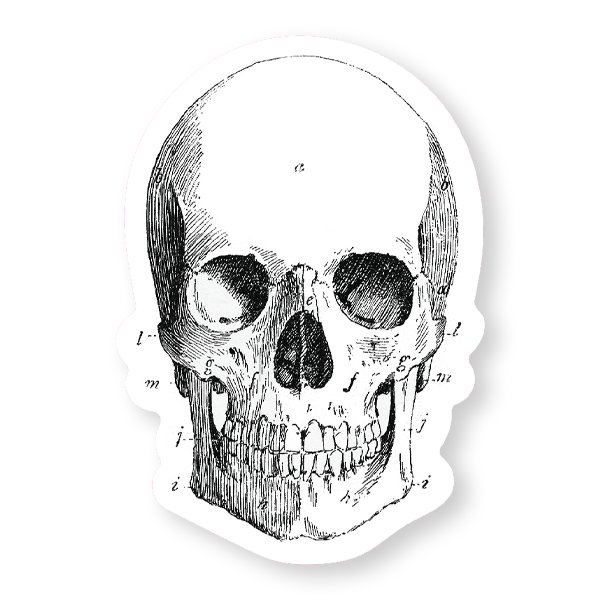 Skull Sticker